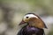 Male mandarin duck with natural copy space