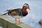 A Male Mandarin duck   perching on the fence.