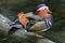 Male Mandarin Duck portrait