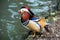 Male mandarin duck on the shore