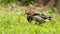 Male mandarin duck walking on green grass in summertime with copy space.