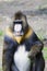 Male mandrill