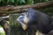 Male Mandrill Portrait