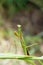 Male mantis