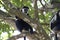 Male mantled guereza which sits in the shade in the crown of a l