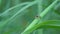 a male maratus splendens spider on a stalk of grass