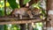 Male marbled cat and kitten portrait with empty space on left for text, object on right side