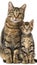 Male marbled cat and kitten portrait with empty space on the left for text placement