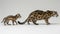 Male marbled cat and kitten portrait with empty space for text, object on right side