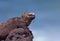 Male Marine Iguana on a Lava Rock