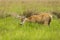 Male Marsh Deer Blastocerus dichotomus