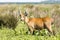 Male Marsh Deer Blastocerus dichotomus