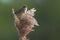 Male Marsh warbler sings his lovely song while sitting on top of reed cane