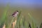 A male Marsh Wren perches on a cattail at dawn