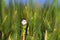 A male Marsh Wren perches on a cattail at dawn