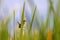 A male Marsh Wren sings on a cattail at dawn