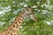 Male Masai Giraffe