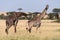 Male Masai giraffe bending to sniff female