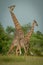 Male Masai giraffe mounts female by trees