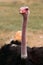 Male Masai Ostrich in Oudtshoorn. South Africa