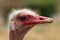 Male Masai Ostrich in Oudtshoorn. South Africa