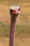 Male Masai Ostrich in Oudtshoorn. South Africa