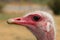 Male Masai Ostrich in Oudtshoorn. South Africa