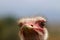 Male Masai Ostrich in Oudtshoorn. South Africa