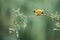 Male Masked Weaver sitting on a long branch with a green background