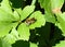 A male Mason bee rests on a leaf on a warm April day