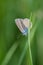 Male mazarine blue butterfly (Cyaniris semiargus).