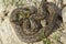 Male meadow adder in natural habitat