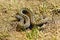 Male meadow adder in natural habitat