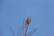 Male meadow bunting in singing