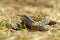 Male meadow viper ready to bite