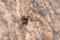 Male Menemerus semilimbatus spider posed on a concrete wall under the sun