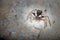 Male Menemerus semilimbatus spider posed on a rock waiting for preys