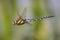 Male Migrant Hawker (Aeshna mixta)