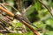 A male Migrant Hawker resting on a plant stem.