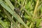 A male Migrant Hawker, resting in the sunshine.