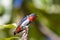 Male Mistletoebird in Queensland Australia