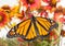 Male Monarch on bright red flowers