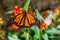 A male Monarch Butterfly