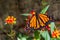 A male Monarch Butterfly