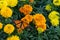 Male monarch butterfly, Danaus plexippus, on yellow and orange marigold