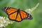 Male Monarch butterfly feeding on white flowers