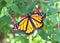 Male Monarch butterfly in Pineapple Sage flowers