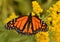 Male monarch on goldenrod Sheldon Lookout Humber Bay Shores Park