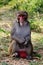 Male Monkey, Macaca mulatta-sp, Hyderabad, Telangana, India