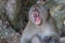 Male monkey scream thailand